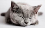 Kawii Kittens <3