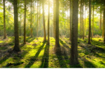 the wood project group