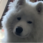 Beastmodefe group