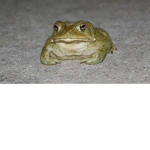 Toad fan club!
