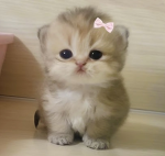 It's Poppy!