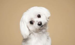 Dogs are my favorite animal :)