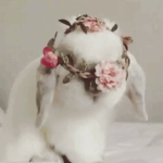 Bunny Buns