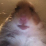 Hamsters house