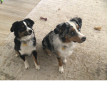 Dog fans (kk cookie)
