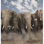 Just a normal elephant herd!