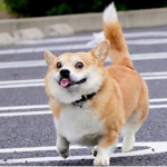 Doggies capital