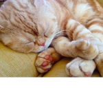 Cat dreamers!