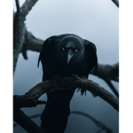 .Nevermore Academy.