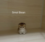 Nora's Beans
