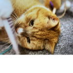 Cat hangout for cat fans and my friends too