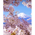 ~~Aesthetic Blossoms~~