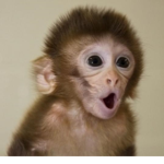 super squad monkey