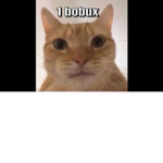 Bobuxcat