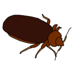 Bed Bug Studio