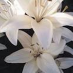 > LILIES <