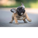 Anonymous French bulldog nuggets