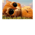 Teh kitty fans