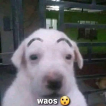 Sabertoothe