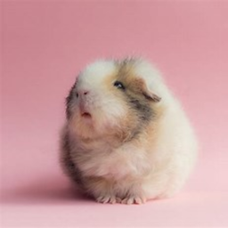 The Funny Hamster Test