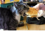 chezburger cat