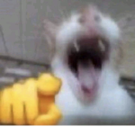 stinkabut