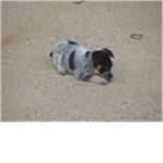 Bandit The Puppy