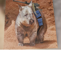 Wombat Combat