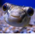 Fishy53292532