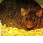 The Fat Rat Gang Group