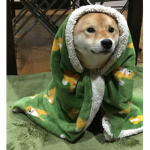 GreenDog Studios