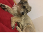 Grupo solo para personan que tiene perro