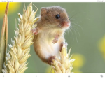 The MR mouse group