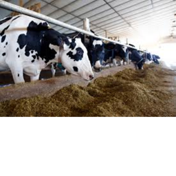 the cow meeting area