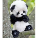Panda team 2500