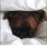 Pug life!