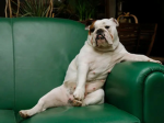THE_COOL_DOGS