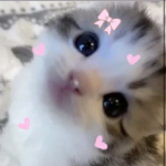 *+•delulu bbies•+*