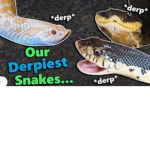 The spiders and the snakes