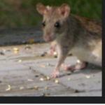 The ratest rats only
