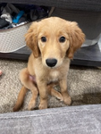 Maggie the cutie patootie