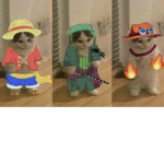 Cat pirates :)