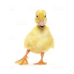 Ducky Boiiiiiiiiiiiii