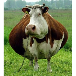 NO FAT COWS ALLOWED