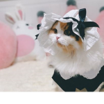 hidden maid army