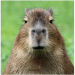 I love capibaras