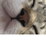 フレの人入ってね