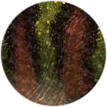 PRISMATIC Coppice Carnotaurus Unlocked! Roblox badge thumbnail