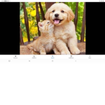 Kittens and puppy’s group