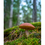 FunGi Studio